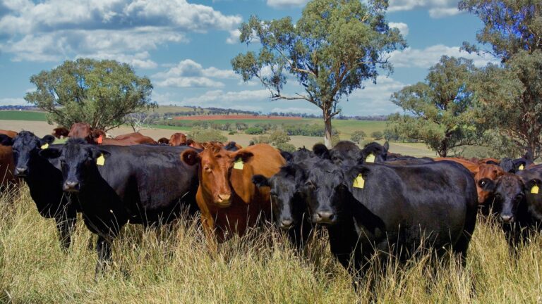 Beef cattle herd grazing in pasture representing herd expansion finance and cattle loan structures for Australian farmers.