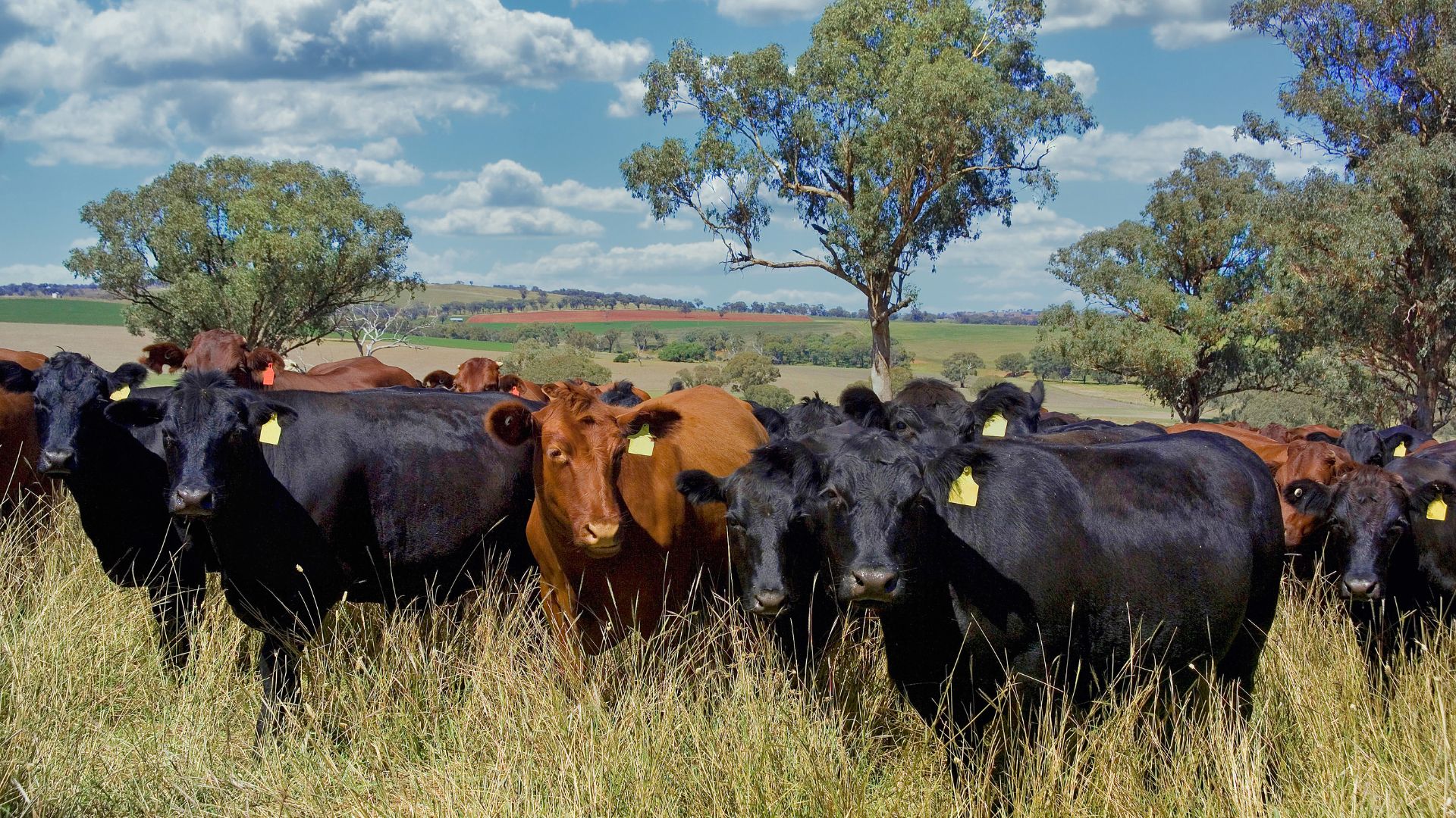 Beef cattle herd grazing in pasture representing herd expansion finance and cattle loan structures for Australian farmers.
