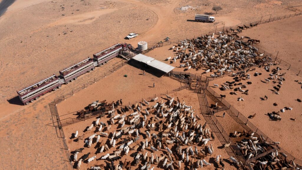Aerial view of cattle yard and livestock trucks loading cattle, illustrating how cattle finance works for breeder and trading operations in Australia.