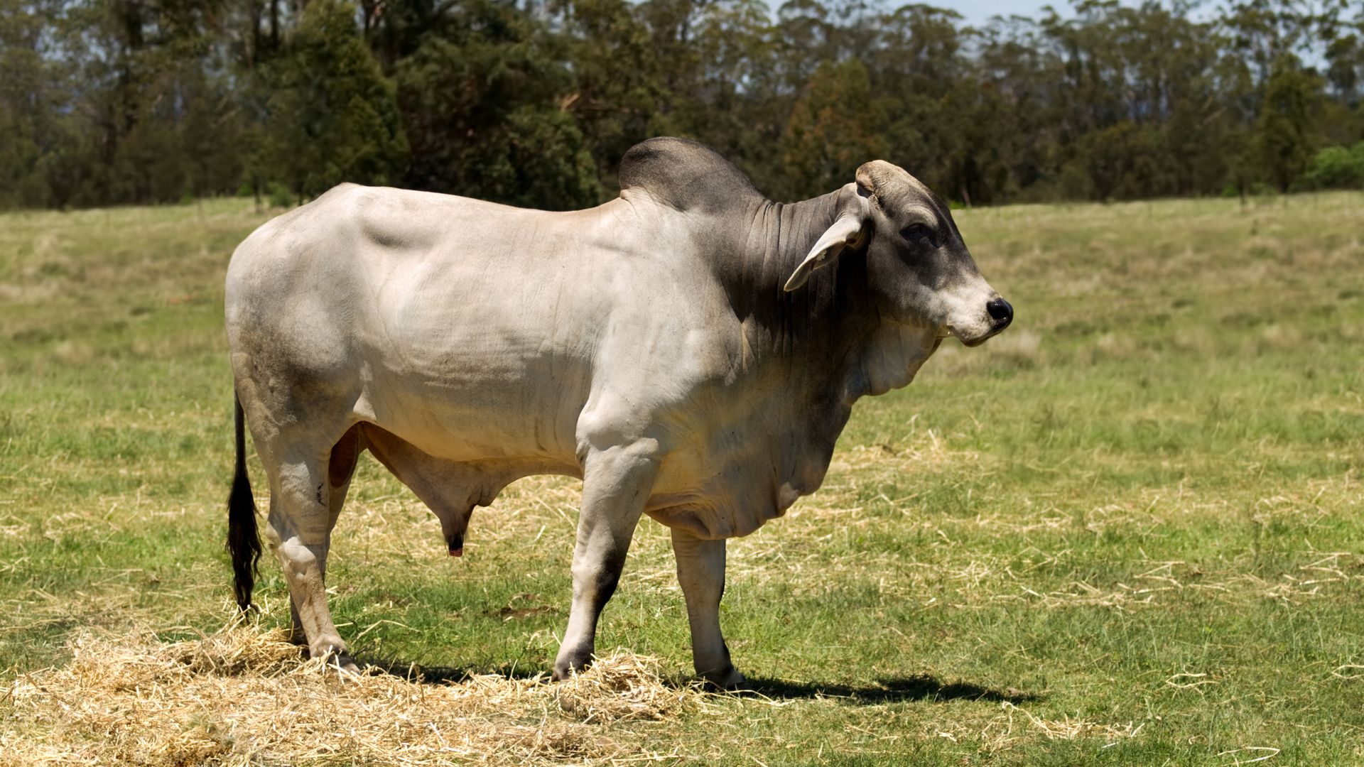Stud bull standing in pasture representing stud bull finance for funding high-value cattle genetics in Australia.
