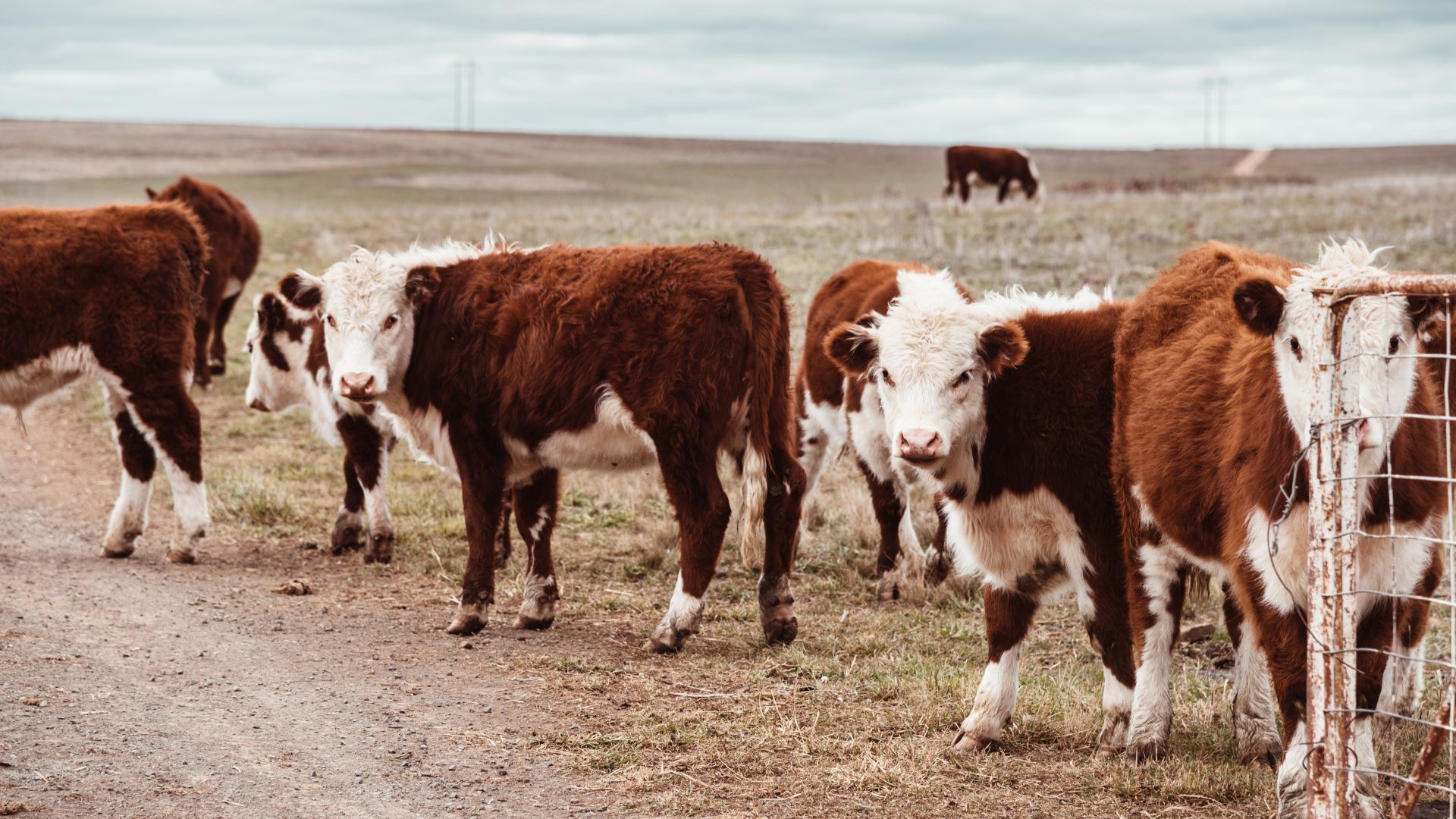Young beef cattle standing in paddock representing breeder cattle finance vs trading cattle finance operations in Australia.